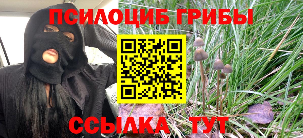 Галлюциногенные грибы Psilocybe Киров